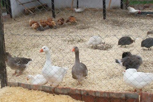 Állategészség védelem: Fertőző bursitis