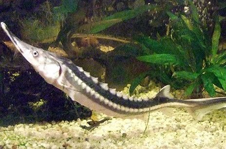 A Sima tok és a Kecsege