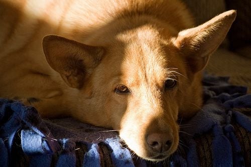 A hallójárat betegségei