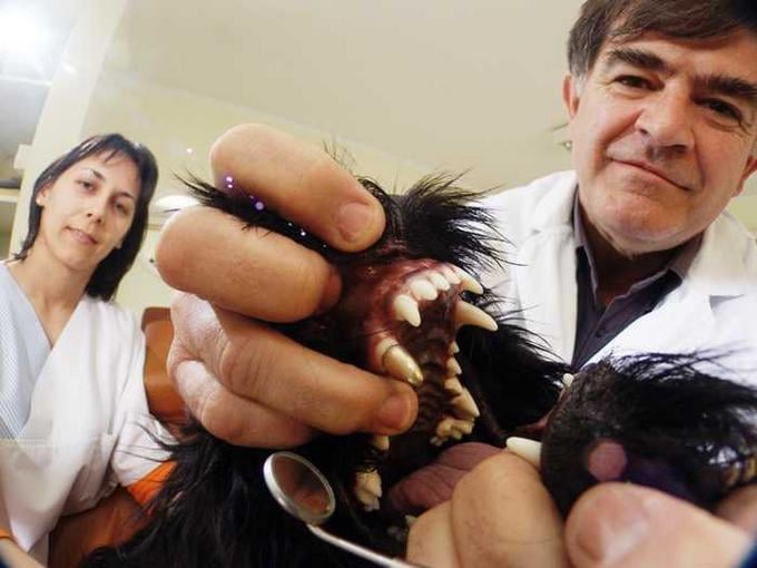 A kutyák fogkövessége