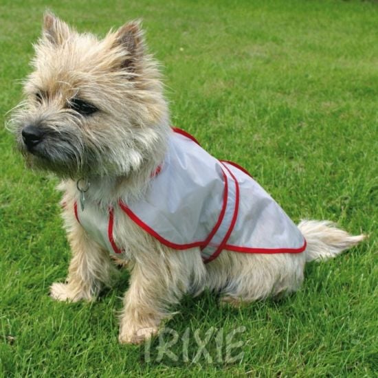 A kutyák keringési rendszere