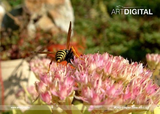 Allergia és irritáció a szabadban
