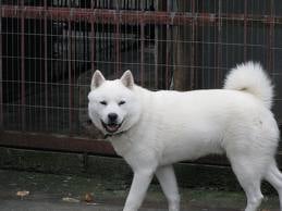 Ainu