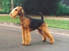 Airedale
