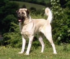 Anatóliai juhászkutya