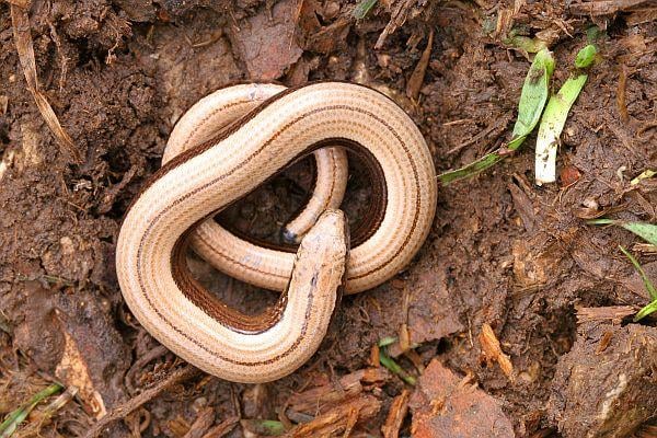 Törékenygyík Anguis fragilis élőhelye