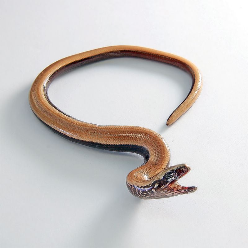 Törékenygyík Anguis fragilis