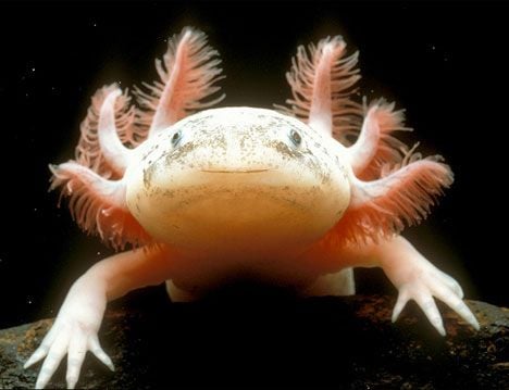 Axolotl