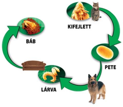 Bőrélősködők a kutyán