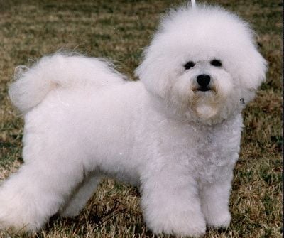 Bischon Frise