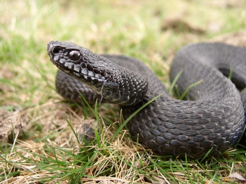 Keresztes vipera Vipera berus életmódja