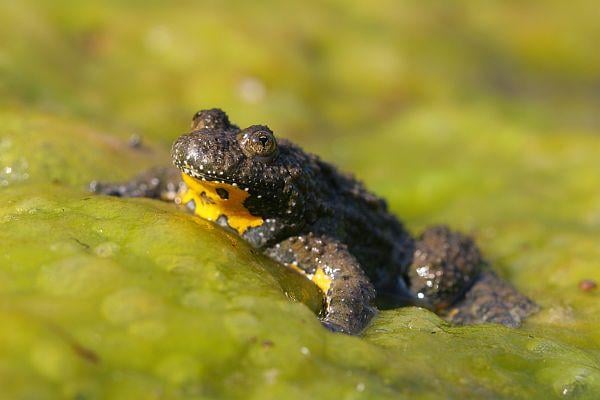 Sárgahasú unka elterjedése és élőhelye