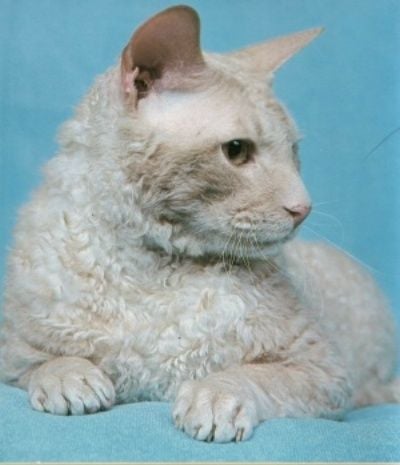 Cornish Rex a göndör szőrű macska