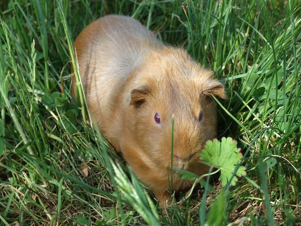 A tengerimalac története