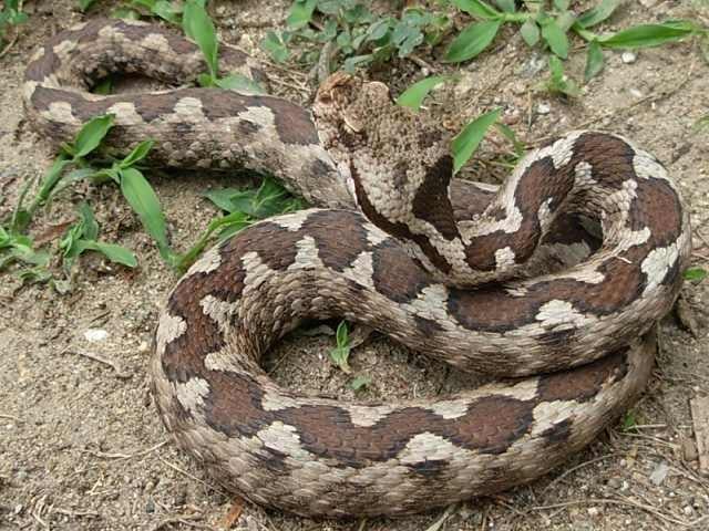 Homoki vipera Vipera ammodytes jellegzetességei