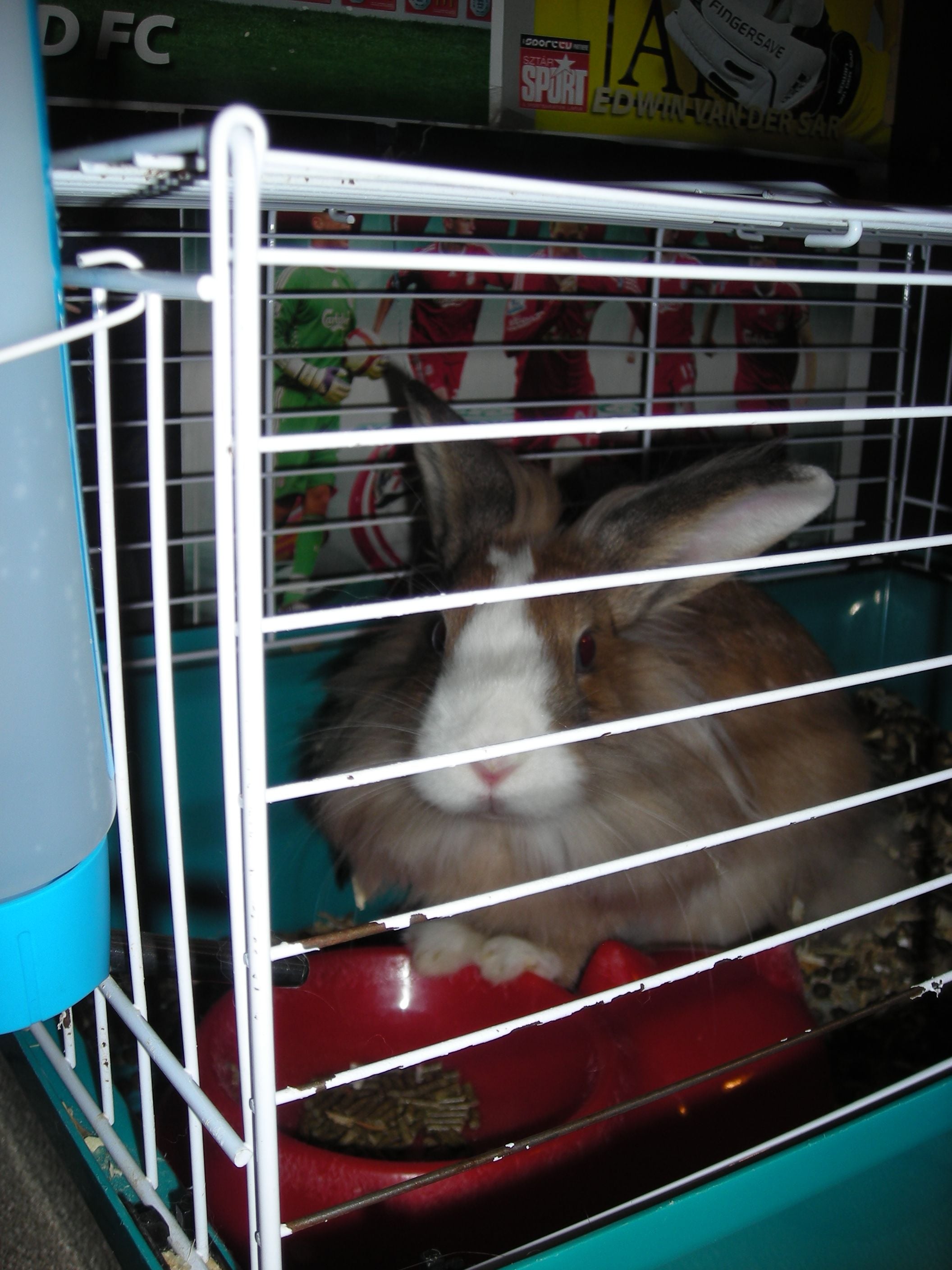 Egészséges táplálkozás – nyúlmódra