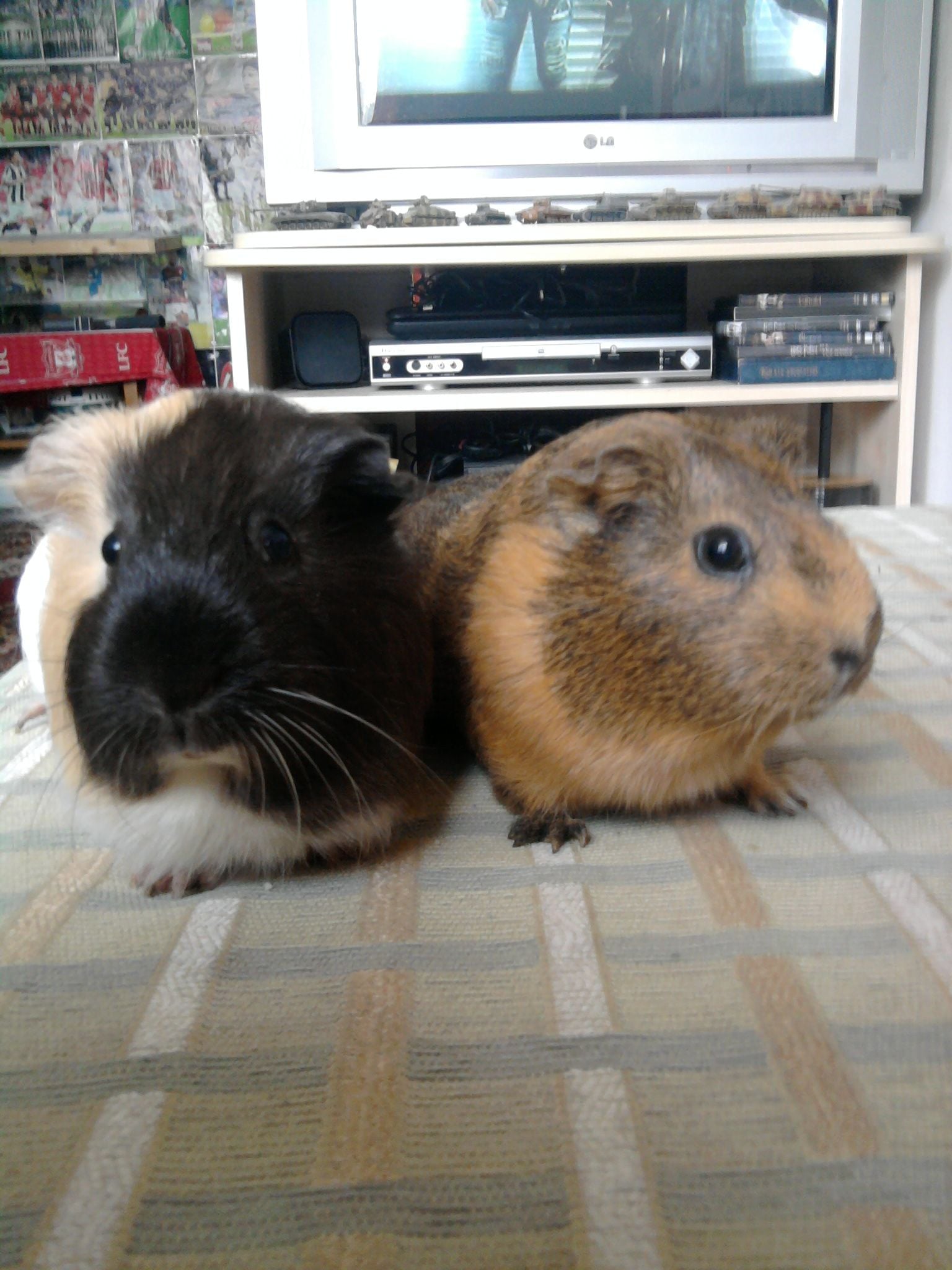 A tengerimalac kommunikációja