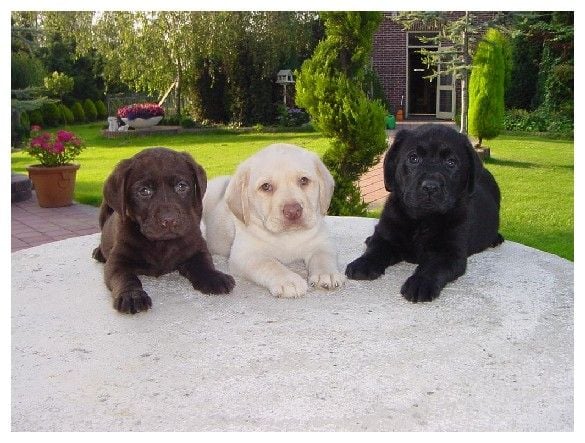 A labrador