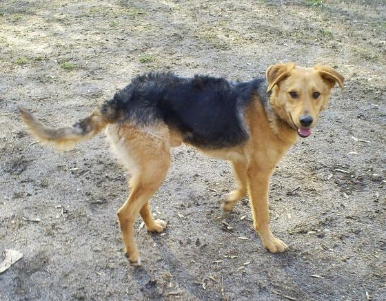 A kutya hörghurutja