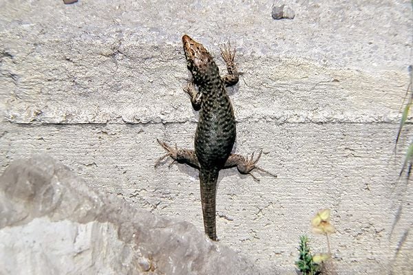 Görög hegyesfejűgyík Lacerta graeca
