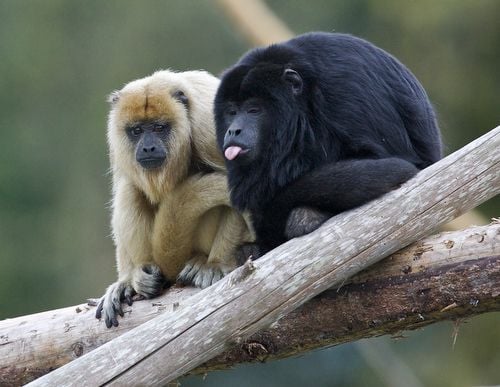 A fekete bőgőmajom