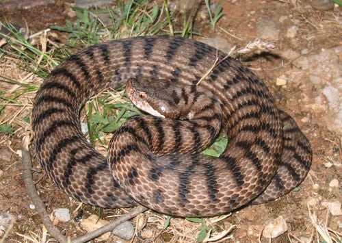 Áspis vipera Vipera aspis jellegzetességei