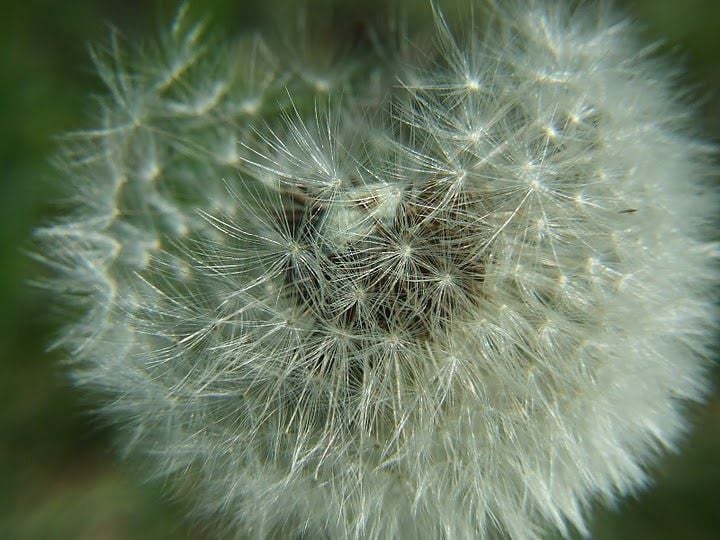 Makró fényképezés