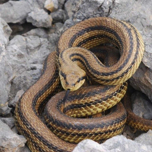 Négycsíkos sikló Elaphe quatorlineata jellegzetességei