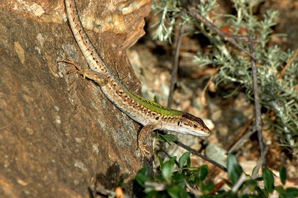 Olasz faligyík Podarcis sicula jellegzetességei