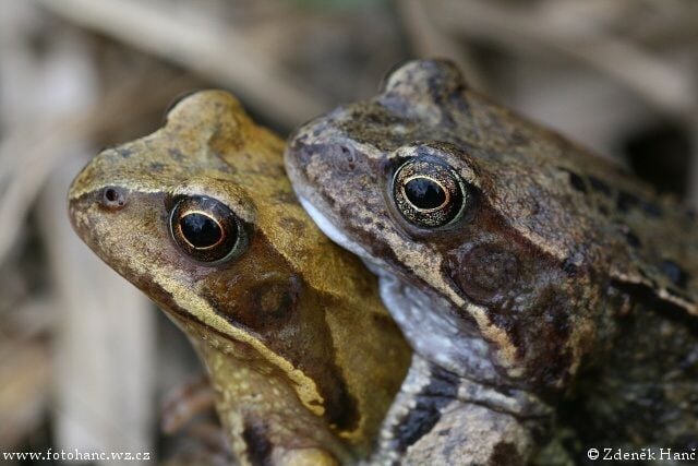A Gyepi béka szaporodása