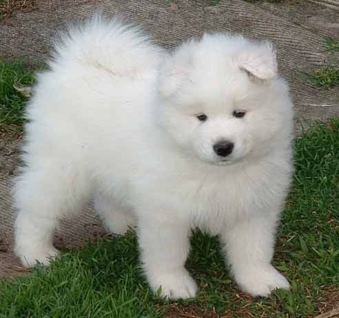 Samoyede az elegáns spicc