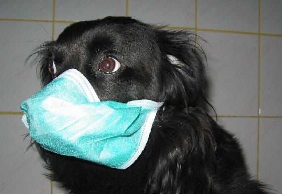 Tüdővizenyő és tüdőtágulat a kutyáknál