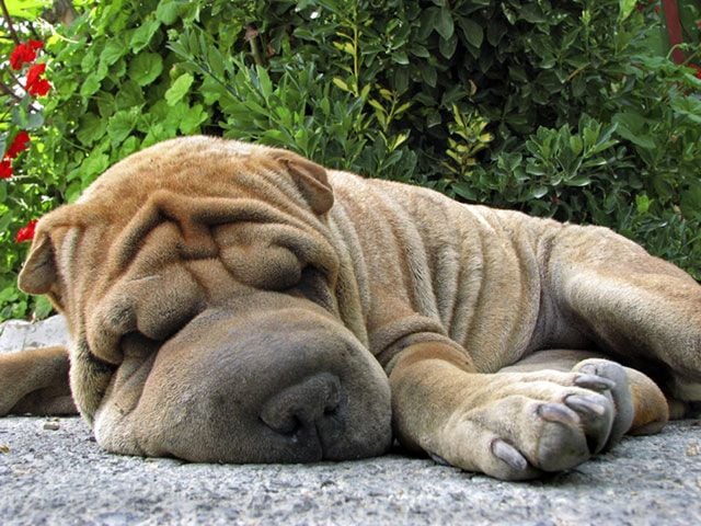 Testtájéki bőrbetegségek