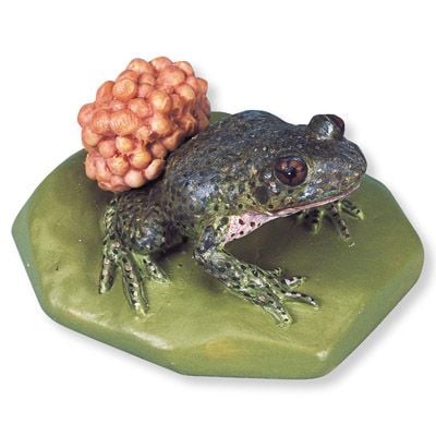 Közönséges és az Ibériai dajkabéka