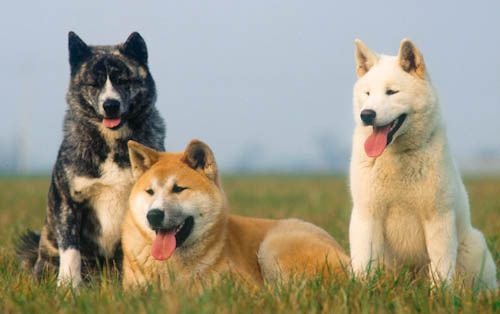 Japán nemzeti kutya az akita inu