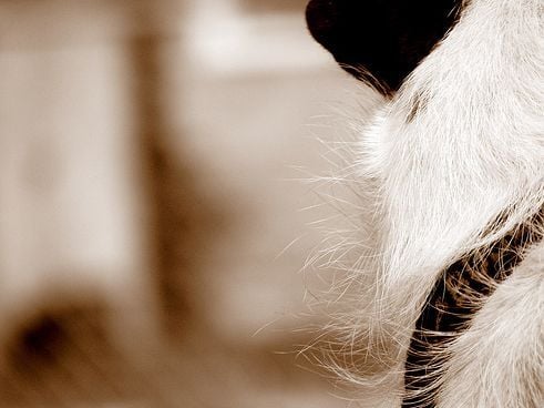 A kutya bőrbetegségei