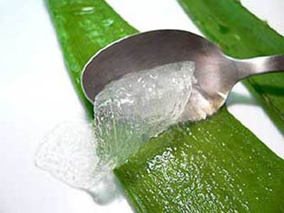 Természet adta egészség-Aloe vera
