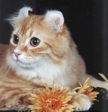 American curl a görbe fülű macska