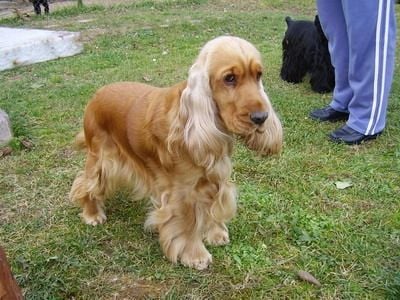 Angol cocker spániel