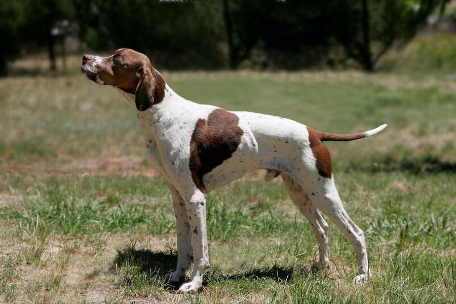 Angol pointer