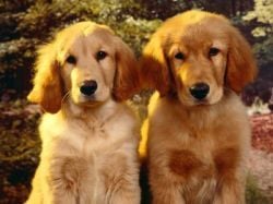 Arany Retriever