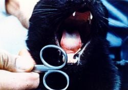 A fertőző bélgyulladás macskáknál