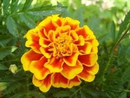 Bársonyvirág, büdöske