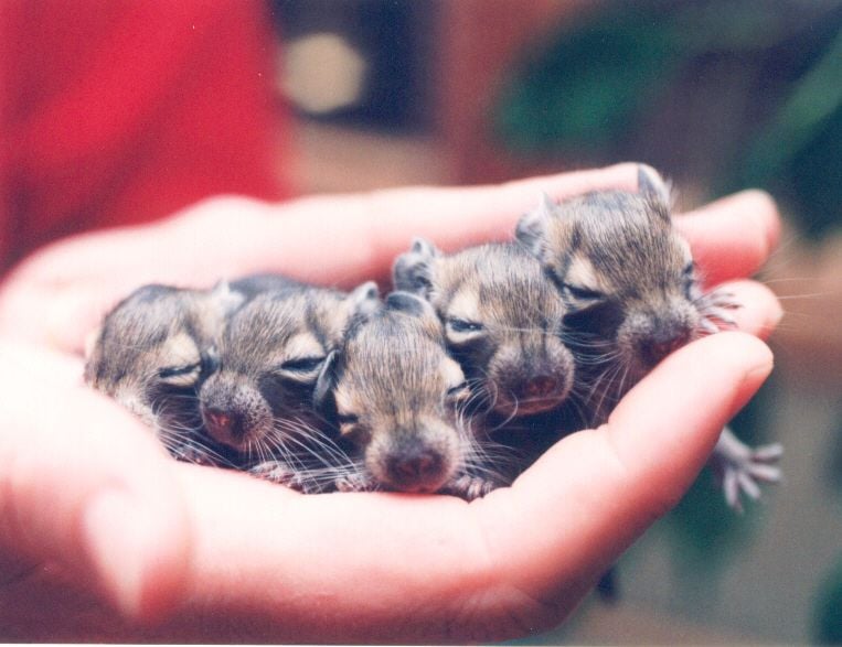 A degu
