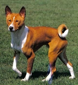 Az ugatni nem tudó kutya a basenji