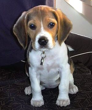Beagle, a kis vadászkutya
