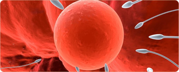 A közösülések gyakorisága