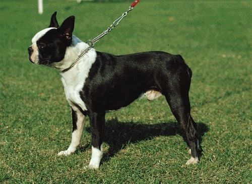A Border terrier és a Boston terrier