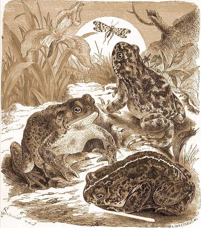 A Nádi varangy elterjedése