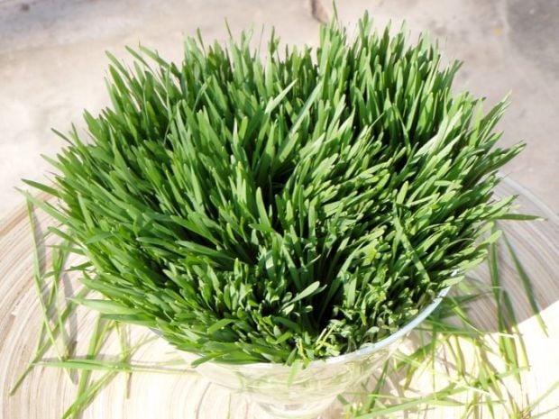 Búzafű fogyókúra